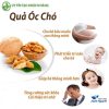 Óc Chó (Hạt Óc Chó)