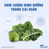 Bột cải xoăn sấy lạnh 100g, bột kale ăn dặm, detox giảm cân, giữ dàng, đẹp da – Thảo Dược Hạnh Nguyên