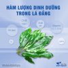 Lá đắng , lá cơm kìa khô hỗ trợ chữa dạ dày, chuẩn hàng tây bắc thơm, sạch, đẹp – Thảo Dược Hạnh Nguyên