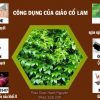 Trà giảo cổ lam túi lọc (bịch 50 túi lọc) thanh nhiệt, giảm mỡ – Thảo dược Hạnh Nguyên